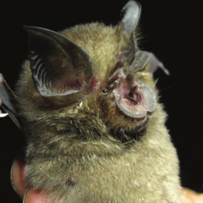 A New Horseshoe Bat with Michael Curran