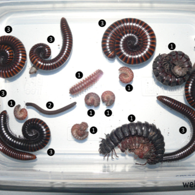 Five New Millipedes with Henrik Enghoff
